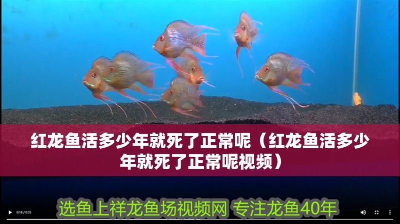 紅龍魚活多少年就死了正常呢（紅龍魚活多少年就死了正常呢視頻） 紅龍魚活多少年就死了正常呢（紅龍魚活多少年就死了正常呢視頻） 龍魚百科