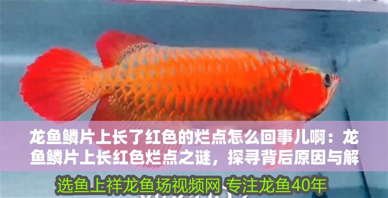 龍魚鱗片上長了紅色的爛點怎么回事兒啊：龍魚鱗片上長紅色爛點之謎，探尋背后原因與解決之道
