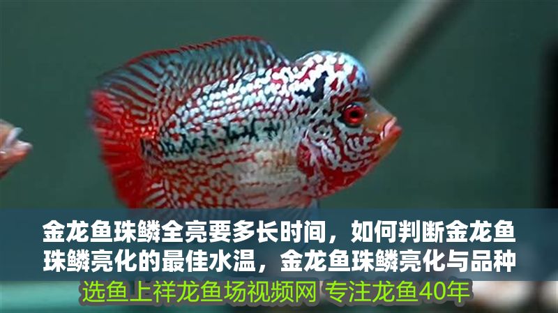 金龍魚珠鱗全亮要多長時間，如何判斷金龍魚珠鱗亮化的最佳水溫，金龍魚珠鱗亮化與品種關系 金龍魚珠鱗全亮要多長時間，如何判斷金龍魚珠鱗亮化的最佳水溫，金龍魚珠鱗亮化與品種關系 龍魚百科 第2張