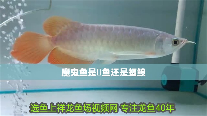 魔鬼魚是魟魚還是蝠鲼
