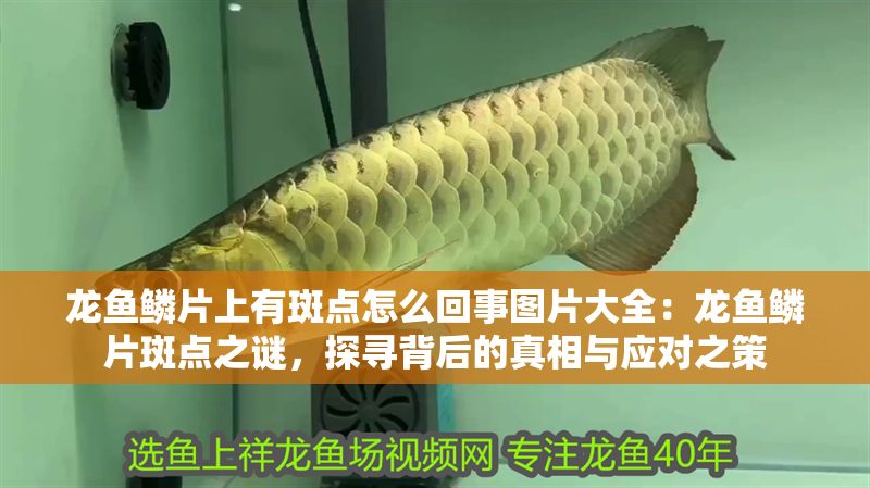 龍魚鱗片上有斑點(diǎn)怎么回事圖片大全：龍魚鱗片斑點(diǎn)之謎，探尋背后的真相與應(yīng)對(duì)之策