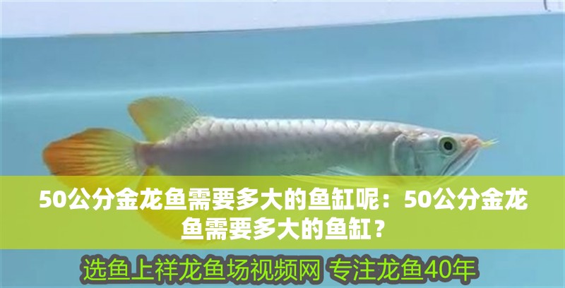 50公分金龍魚(yú)需要多大的魚(yú)缸呢：50公分金龍魚(yú)需要多大的魚(yú)缸？