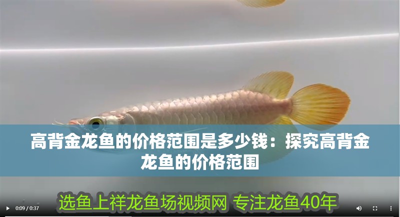 高背金龍魚的價格范圍是多少錢：探究高背金龍魚的價格范圍