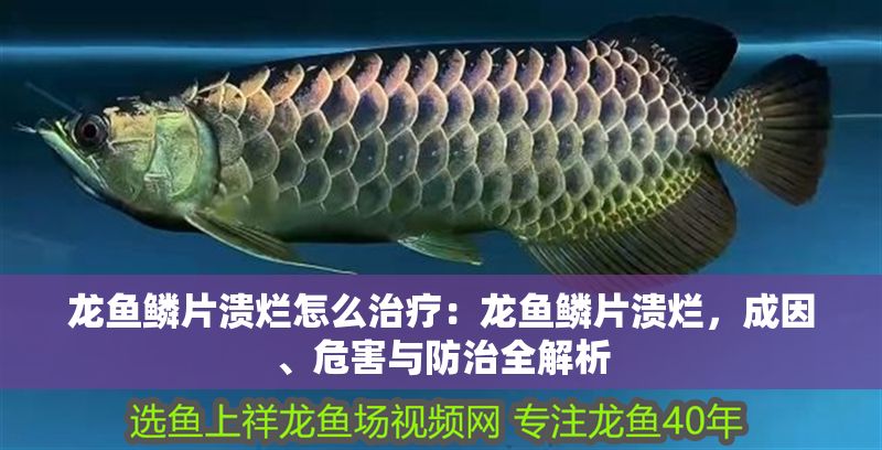 龍魚鱗片潰爛怎么治療：龍魚鱗片潰爛，成因、危害與防治全解析
