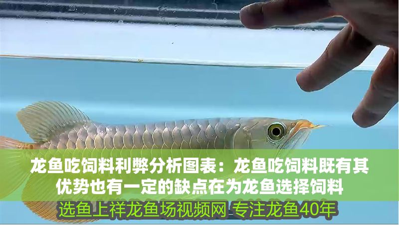 龍魚吃飼料利弊分析圖表：龍魚吃飼料既有其優(yōu)勢也有一定的缺點在為龍魚選擇飼料