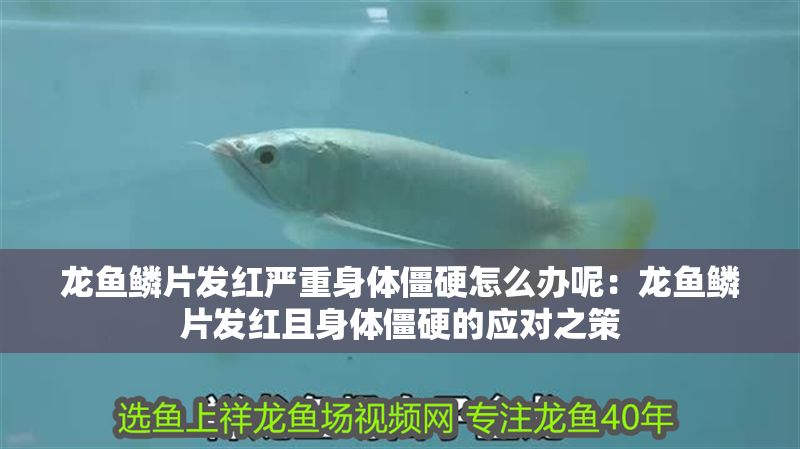 龍魚鱗片發(fā)紅嚴(yán)重身體僵硬怎么辦呢：龍魚鱗片發(fā)紅且身體僵硬的應(yīng)對(duì)之策