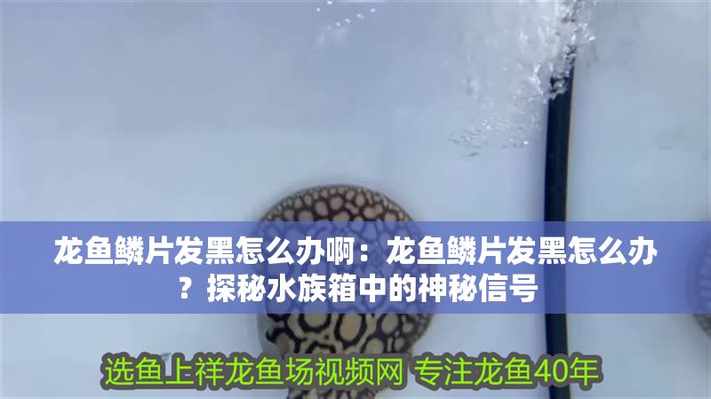 龍魚鱗片發黑怎么辦?。糊堲~鱗片發黑怎么辦？探秘水族箱中的神秘信號