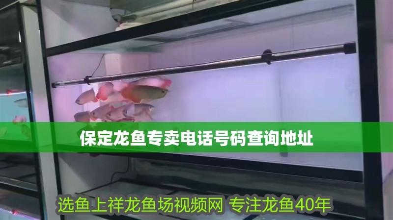 保定龍魚專賣電話號碼查詢地址
