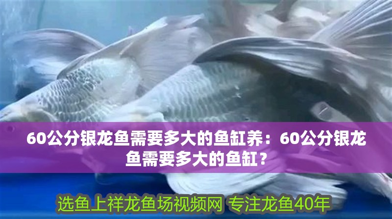 60公分銀龍魚需要多大的魚缸養：60公分銀龍魚需要多大的魚缸？