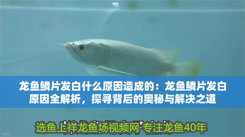 龍魚鱗片發(fā)白什么原因造成的：龍魚鱗片發(fā)白原因全解析，探尋背后的奧秘與解決之道 龍魚鱗片發(fā)白什么原因造成的：龍魚鱗片發(fā)白原因全解析，探尋背后的奧秘與解決之道 龍魚百科 第1張