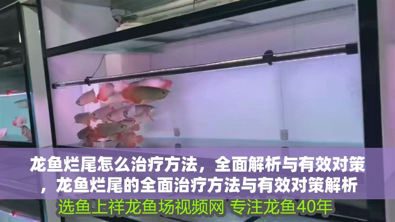 龍魚爛尾怎么治療方法，全面解析與有效對(duì)策，龍魚爛尾的全面治療方法與有效對(duì)策解析