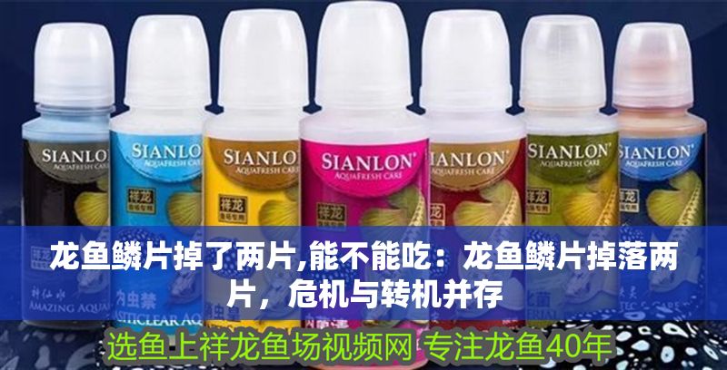 龍魚鱗片掉了兩片,能不能吃：龍魚鱗片掉落兩片，危機與轉(zhuǎn)機并存 龍魚鱗片掉了兩片,能不能吃：龍魚鱗片掉落兩片，危機與轉(zhuǎn)機并存 龍魚百科 第1張