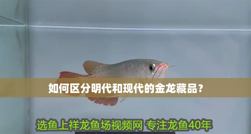 如何區分明代和現代的金龍藏品？