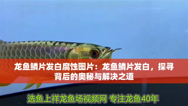 龍魚鱗片發白腐蝕圖片：龍魚鱗片發白，探尋背后的奧秘與解決之道