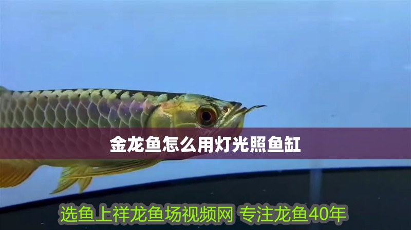 金龍魚怎么用燈光照魚缸 金龍魚怎么用燈光照魚缸 龍魚百科