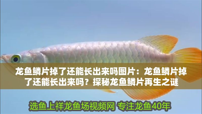 龍魚(yú)鱗片掉了還能長(zhǎng)出來(lái)嗎圖片：龍魚(yú)鱗片掉了還能長(zhǎng)出來(lái)嗎？探秘龍魚(yú)鱗片再生之謎