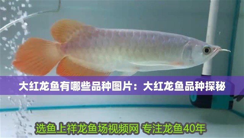 大紅龍魚有哪些品種圖片：大紅龍魚品種探秘