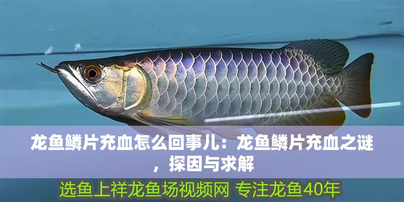 龍魚鱗片充血怎么回事兒：龍魚鱗片充血之謎，探因與求解