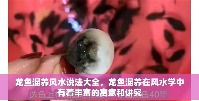 龍魚混養風水說法大全，龍魚混養在風水學中有著豐富的寓意和講究