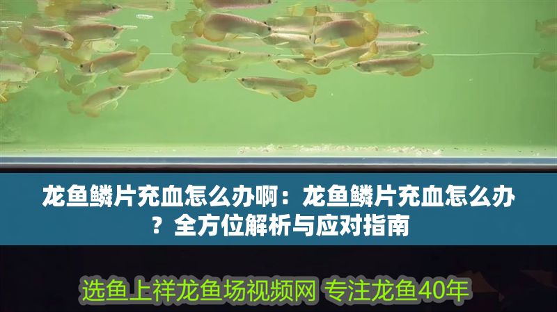 龍魚鱗片充血怎么辦啊：龍魚鱗片充血怎么辦？全方位解析與應對指南