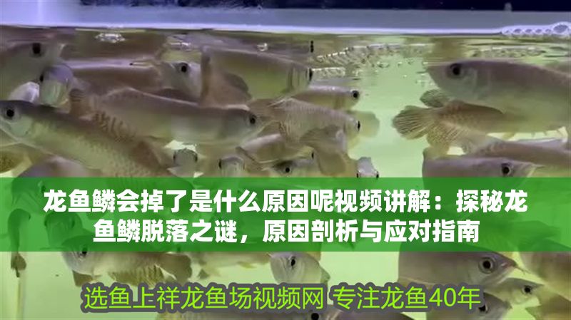 龍魚鱗會掉了是什么原因呢視頻講解：探秘龍魚鱗脫落之謎，原因剖析與應對指南