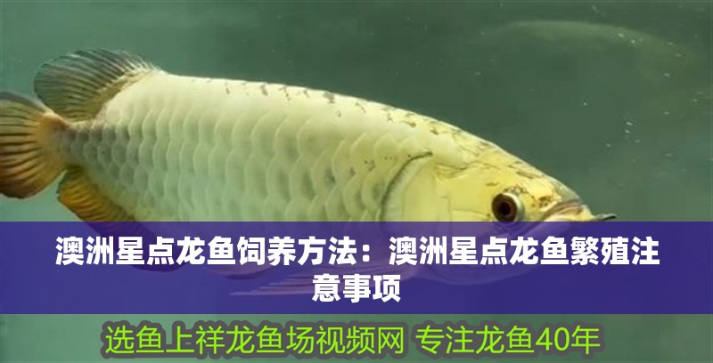 澳洲星點龍魚飼養(yǎng)方法：澳洲星點龍魚繁殖注意事項