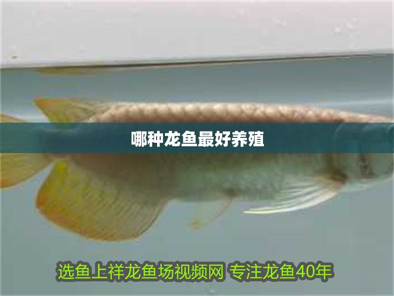 哪種龍魚最好養殖