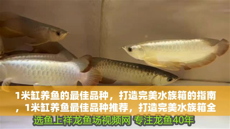 1米缸養魚的最佳品種，打造完美水族箱的指南，1米缸養魚最佳品種推薦，打造完美水族箱全指南