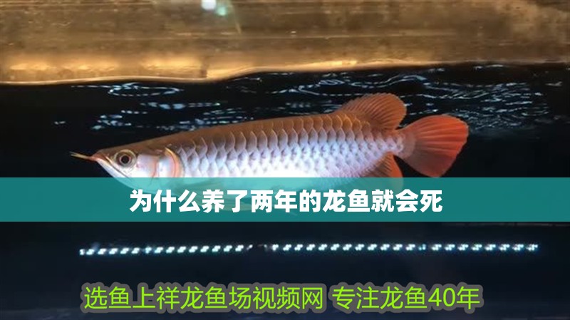 為什么養(yǎng)了兩年的龍魚就會死