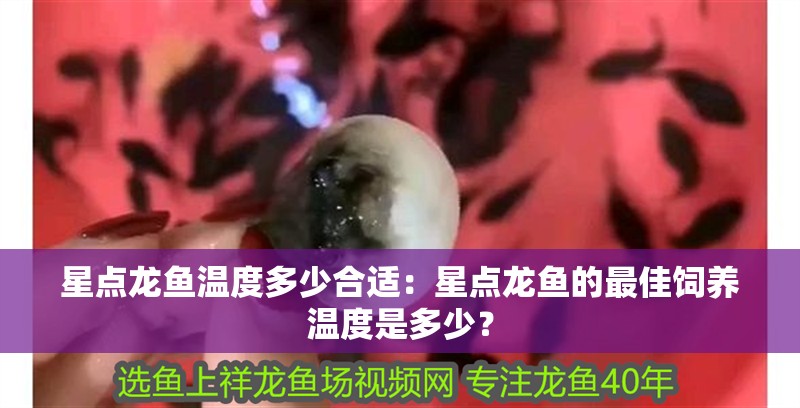 星點龍魚溫度多少合適：星點龍魚的最佳飼養溫度是多少？