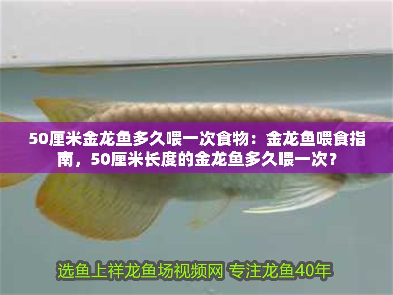 50厘米金龍魚多久喂一次食物：金龍魚喂食指南，50厘米長度的金龍魚多久喂一次？