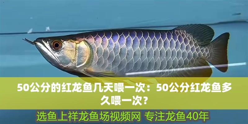 50公分的紅龍魚幾天喂一次：50公分紅龍魚多久喂一次？