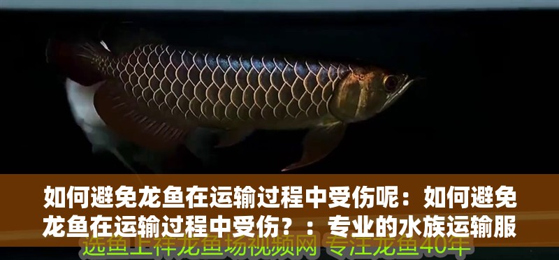 如何避免龍魚在運(yùn)輸過程中受傷呢：如何避免龍魚在運(yùn)輸過程中受傷？：專業(yè)的水族運(yùn)輸服務(wù)