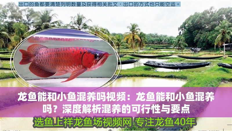 龍魚能和小魚混養嗎視頻：龍魚能和小魚混養嗎？深度解析混養的可行性與要點