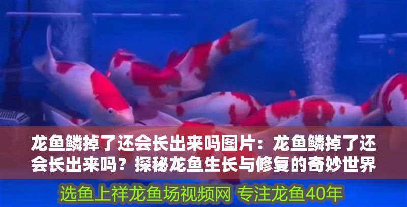 龍魚鱗掉了還會長出來嗎圖片：龍魚鱗掉了還會長出來嗎？探秘龍魚生長與修復的奇妙世界