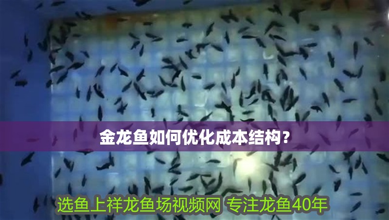 金龍魚(yú)如何優(yōu)化成本結(jié)構(gòu)？ 金龍魚(yú)如何優(yōu)化成本結(jié)構(gòu)？ 龍魚(yú)百科