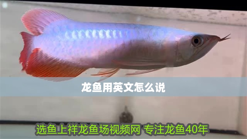 龍魚用英文怎么說