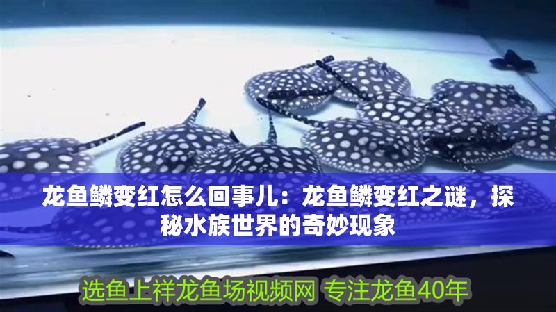 龍魚(yú)鱗變紅怎么回事兒：龍魚(yú)鱗變紅之謎，探秘水族世界的奇妙現(xiàn)象