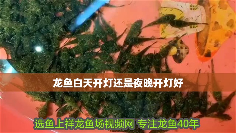 龍魚白天開燈還是夜晚開燈好