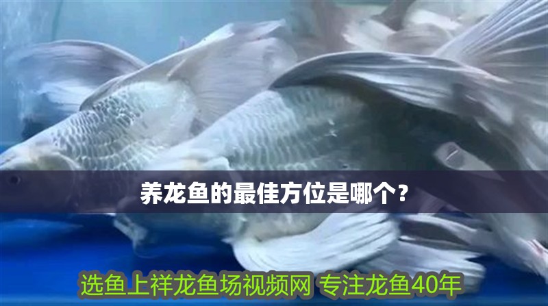 養龍魚的最佳方位是哪個？