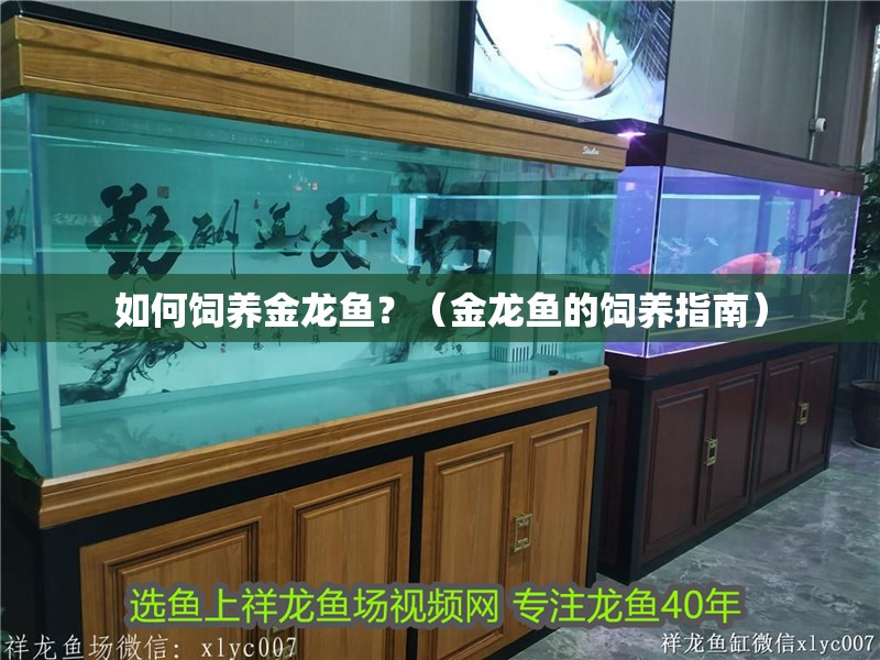 如何飼養金龍魚？（金龍魚的飼養指南） 如何飼養金龍魚？（金龍魚的飼養指南） 龍魚百科