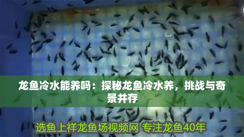 龍魚冷水能養(yǎng)嗎：探秘龍魚冷水養(yǎng)，挑戰(zhàn)與奇景并存