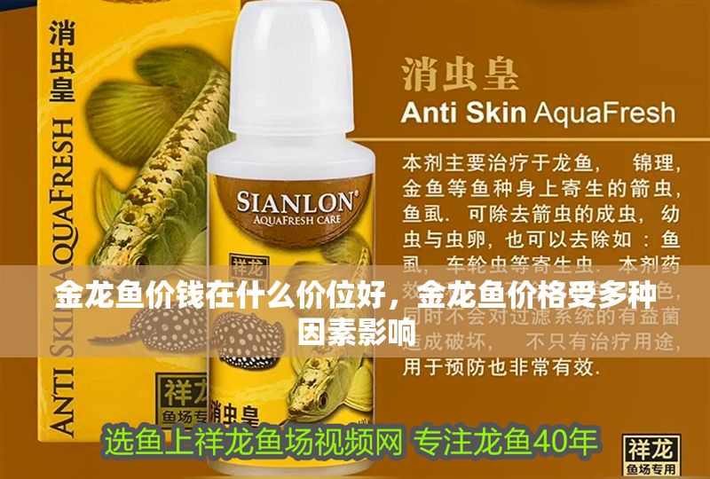 金龍魚價錢在什么價位好，金龍魚價格受多種因素影響