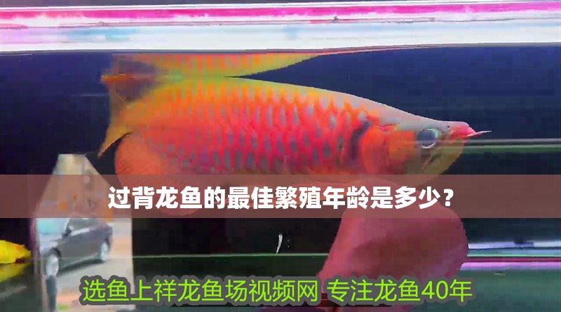 過背龍魚的最佳繁殖年齡是多少？