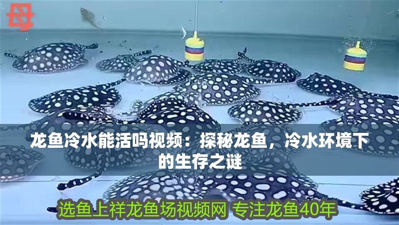 龍魚冷水能活嗎視頻：探秘龍魚，冷水環境下的生存之謎