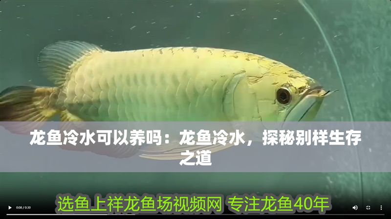 龍魚冷水可以養嗎：龍魚冷水，探秘別樣生存之道