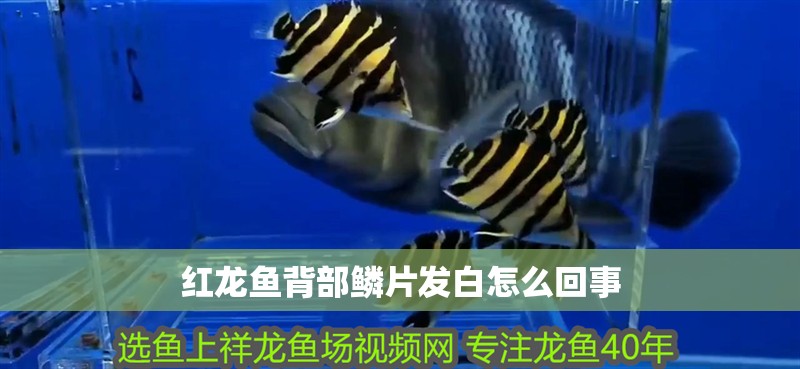 紅龍魚背部鱗片發白怎么回事 紅龍魚背部鱗片發白怎么回事 龍魚百科