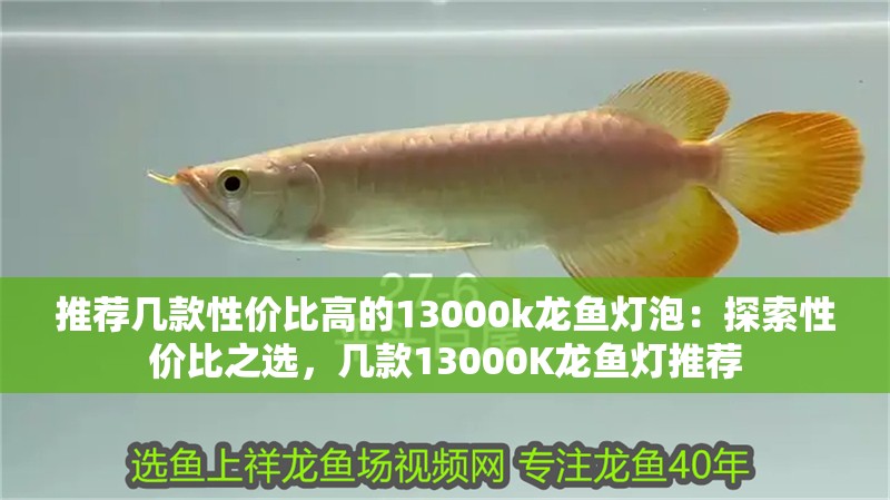 推薦幾款性價比高的13000k龍魚燈泡：探索性價比之選，幾款13000K龍魚燈推薦