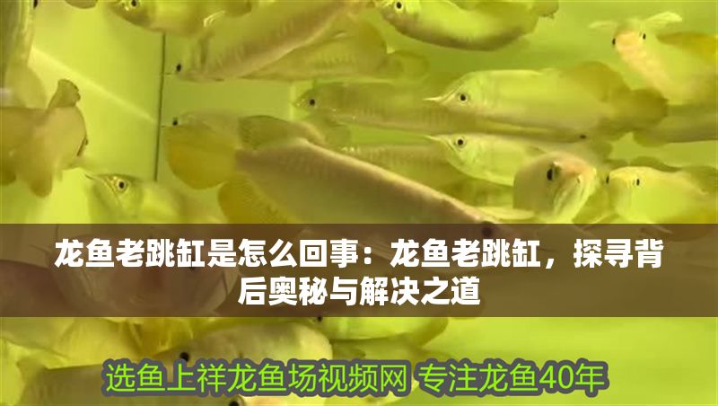 龍魚老跳缸是怎么回事：龍魚老跳缸，探尋背后奧秘與解決之道