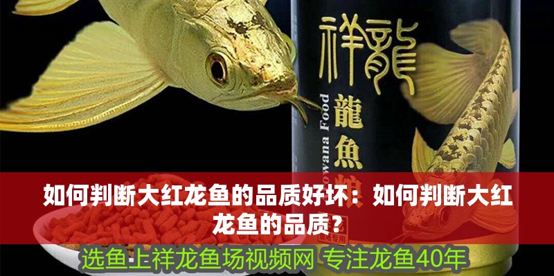 如何判斷大紅龍魚的品質好壞：如何判斷大紅龍魚的品質？
